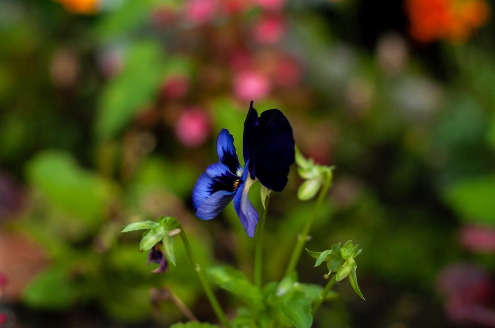 Photograph by Ольга