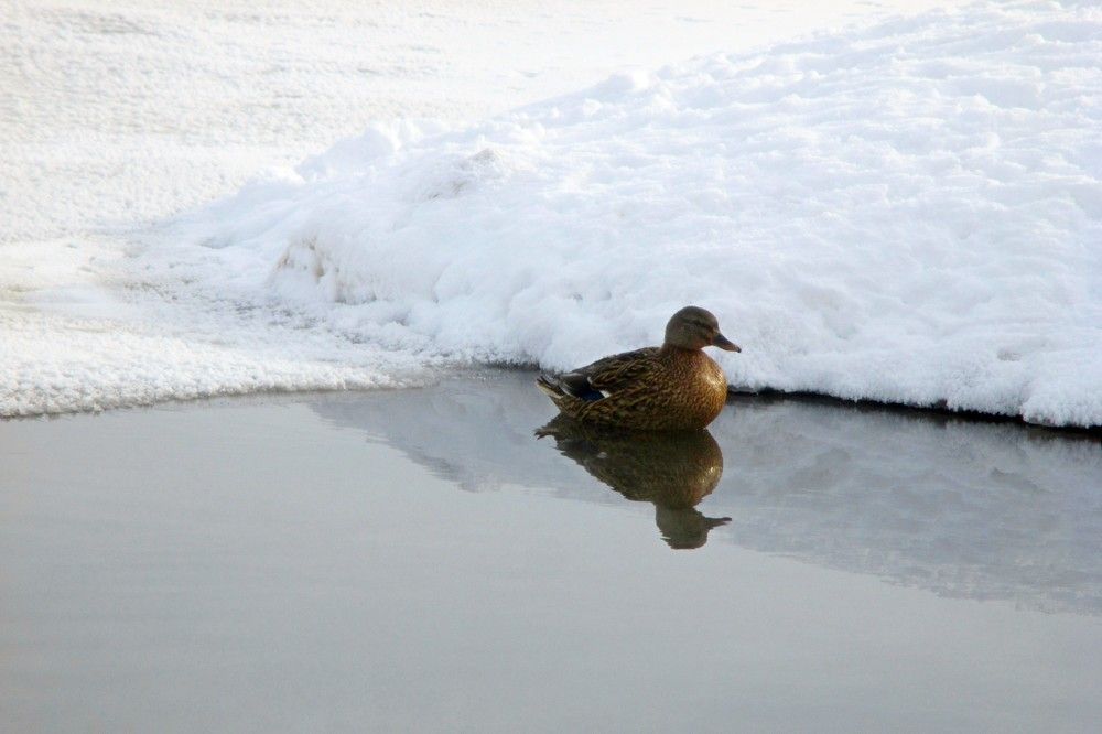 Photo #7059713