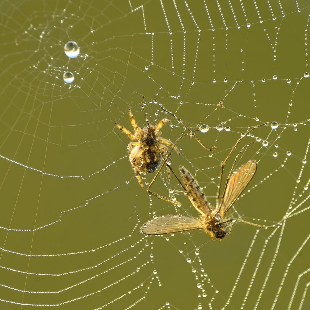 Photograph by Павел Колеснев