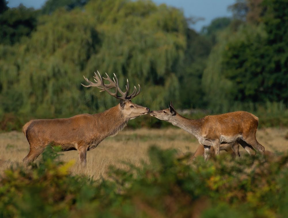 Rutting Season Emotions