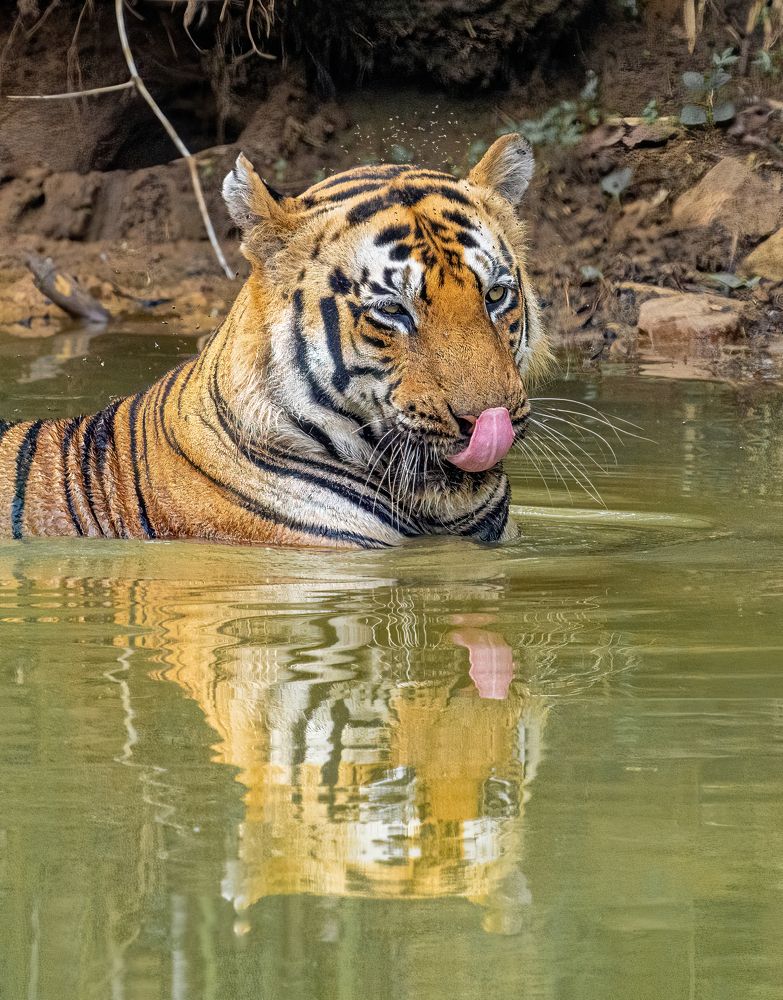 Tiger in natural mirror