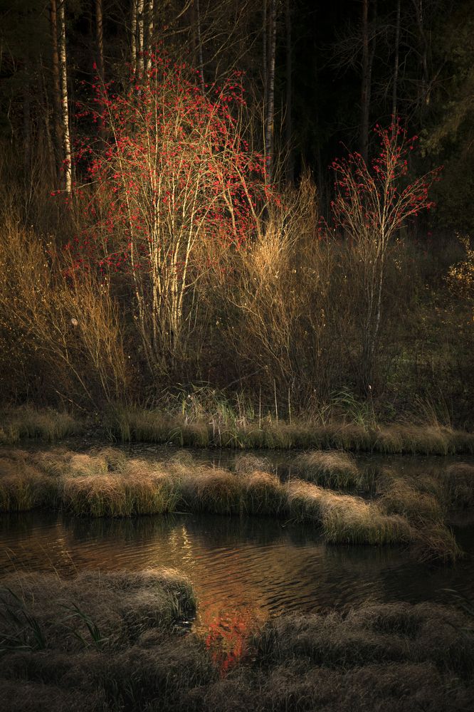 Photograph by Марина Алина