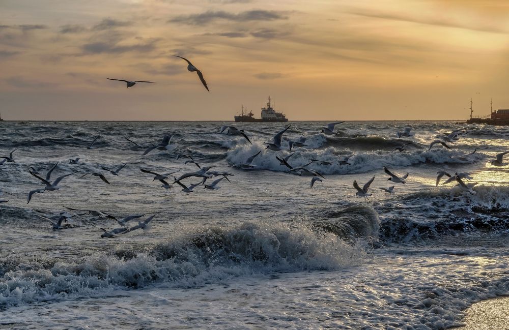 Фотография автора Нилла Шарафан