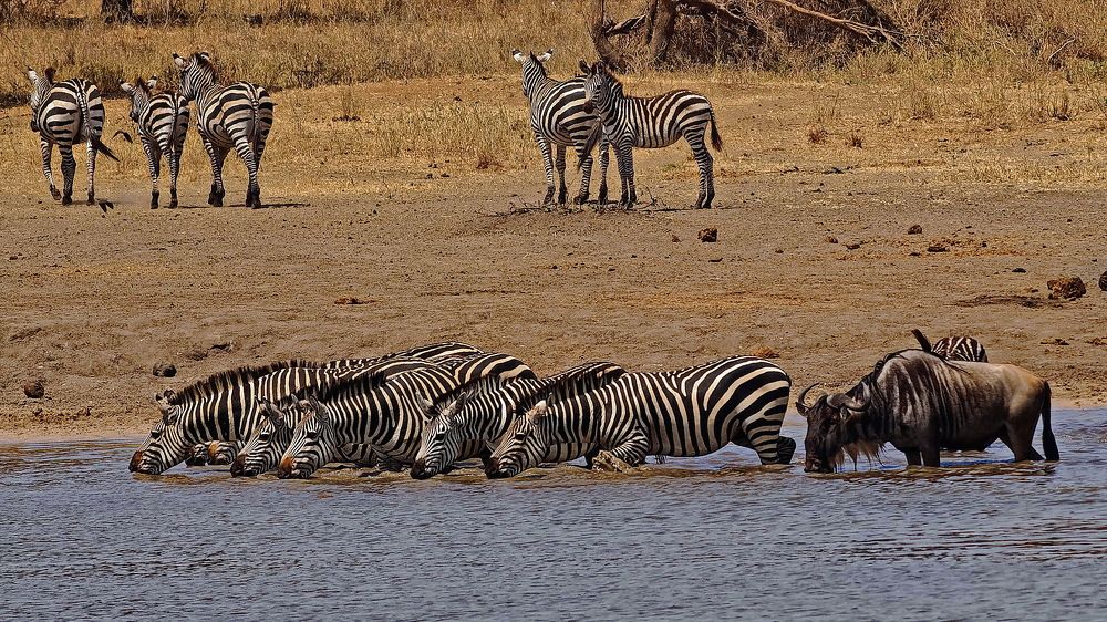 Полосатые на водопое.