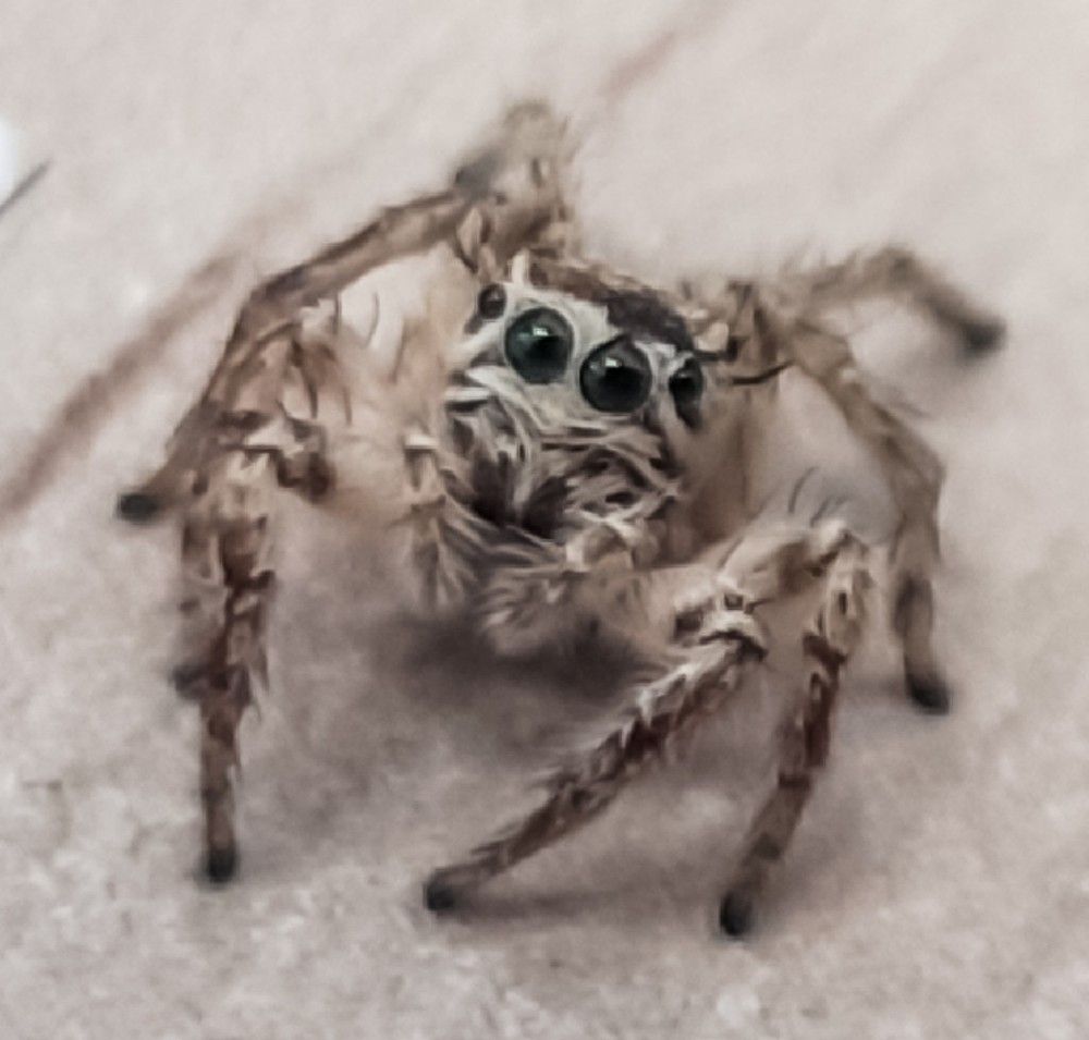 Photograph by asaf abras