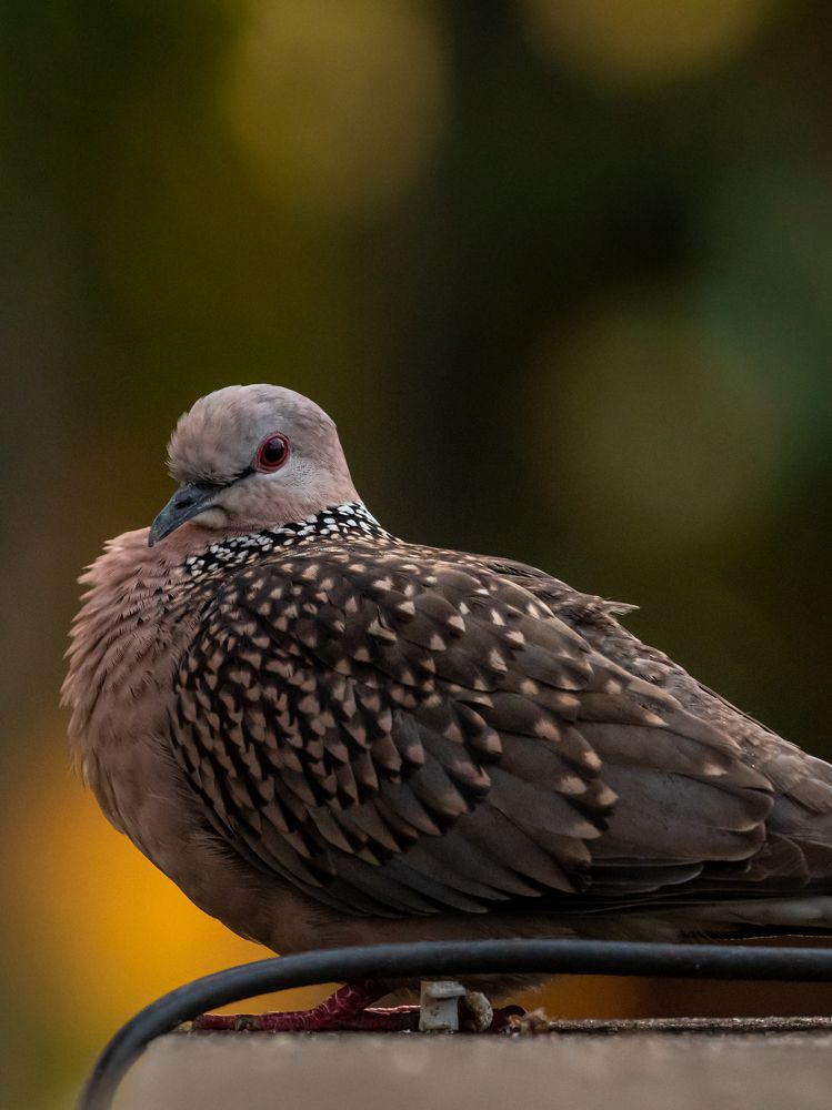 Beautiful City Dove