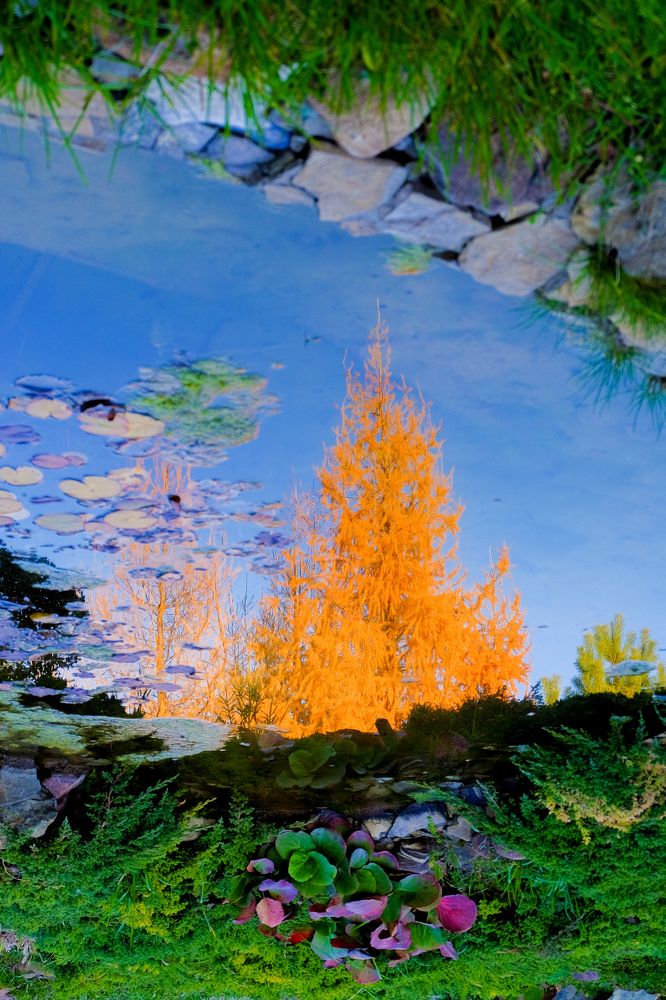 В отражении пруда