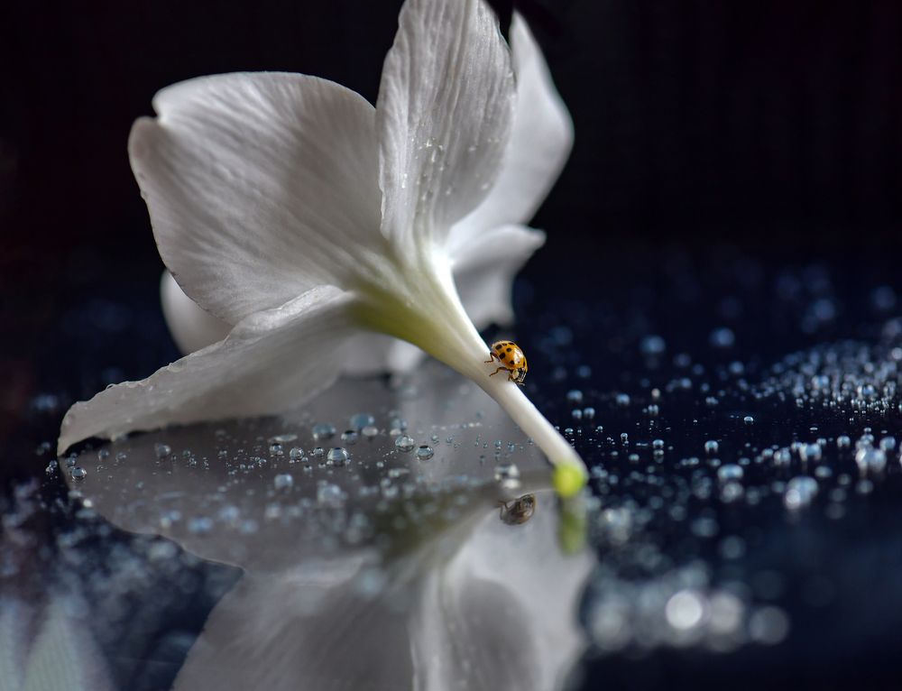 Photograph by Елена Осколкова