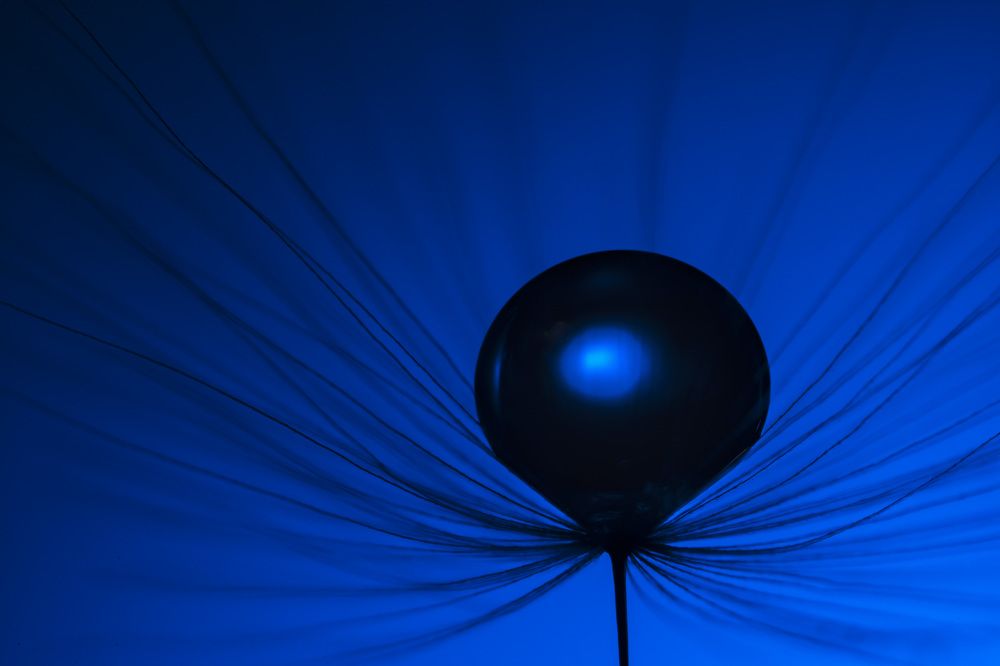 Макро одуванчика