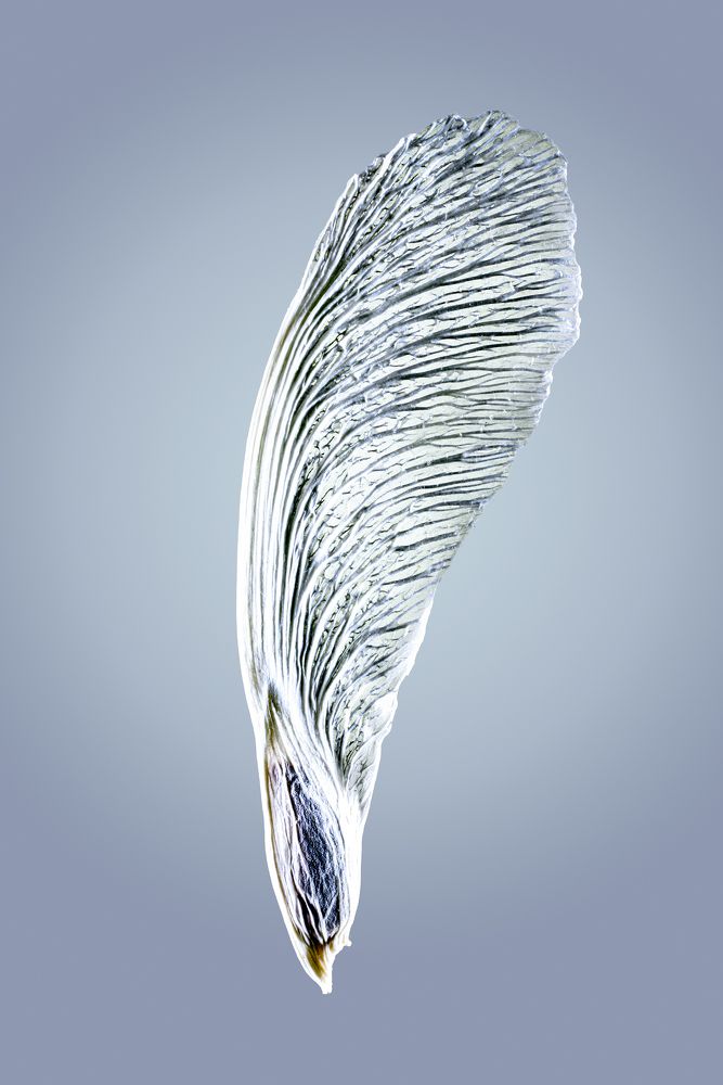 Семечко от клена