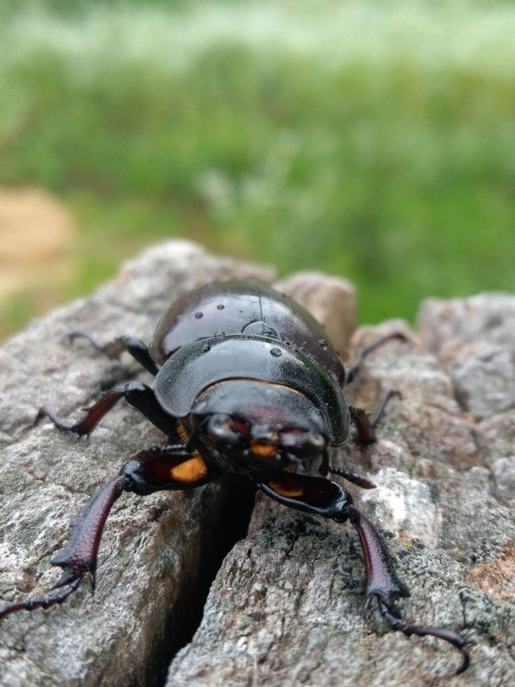 Photograph by Darko Milojevic