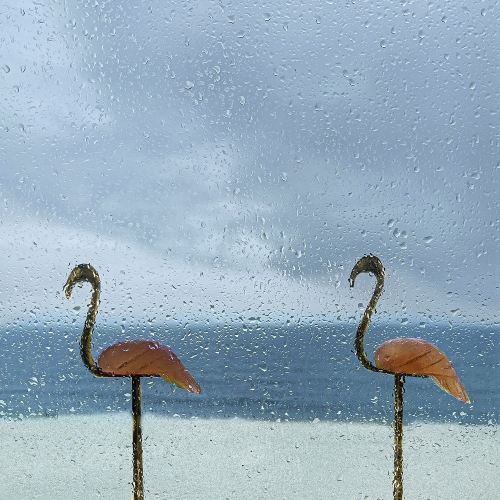 Pink and Floyd on a Rainy Day