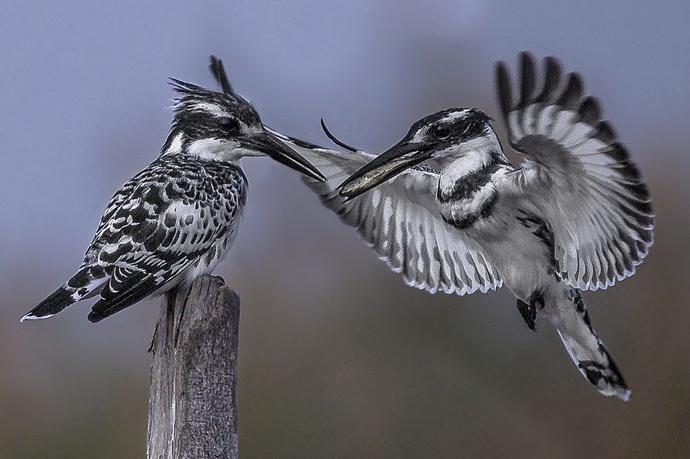 Great friendship between kingfisher birds