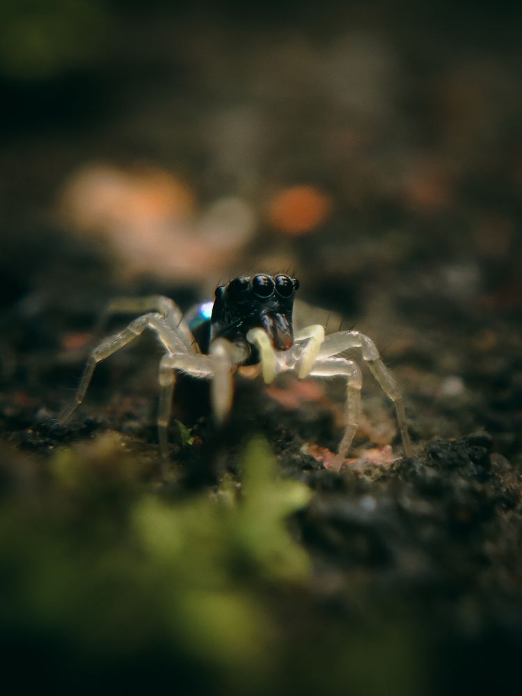 Photograph by Ashiq P F Mohammed