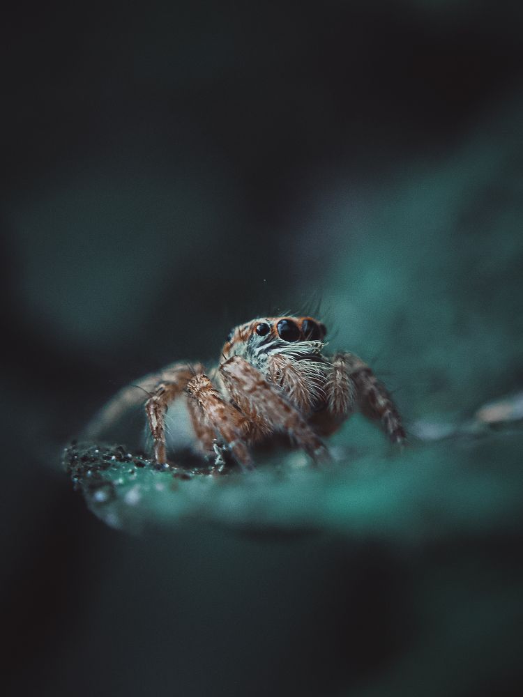 Photograph by Ashiq P F Mohammed