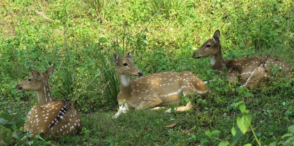 3 female spotted deer sitting together