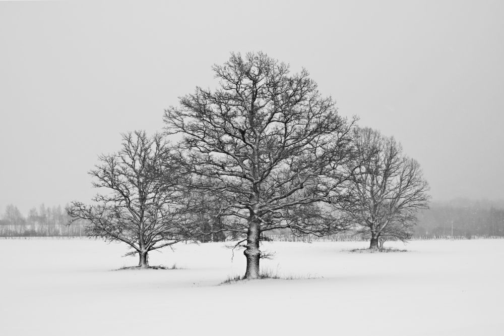 Фотография автора Сергей Барановский