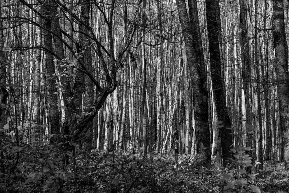 В черном-белом