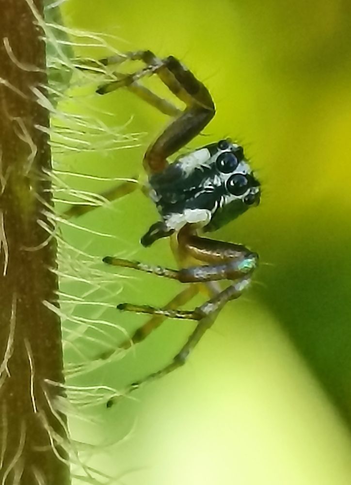 Salticidae