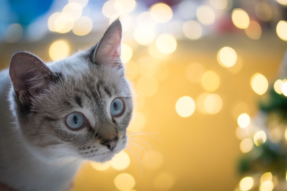 Фотография автора Анастасия