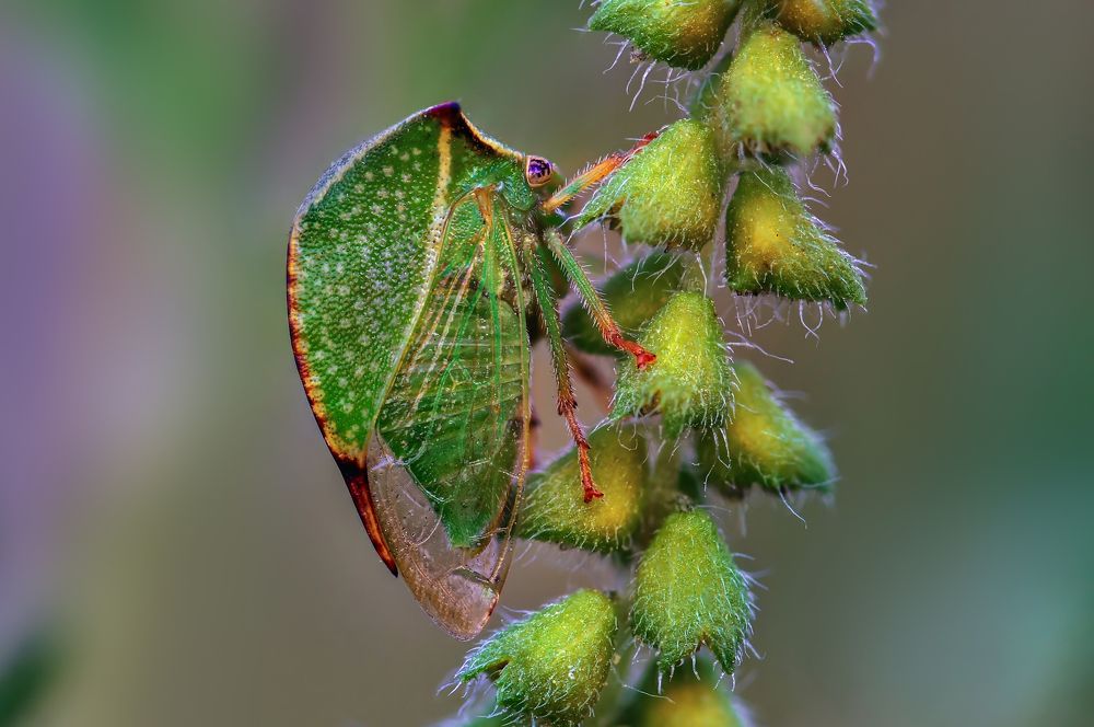 бизонья бодушка