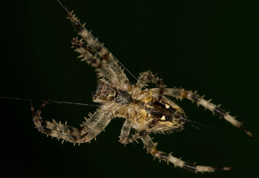 Photograph by Igor Ryzhov