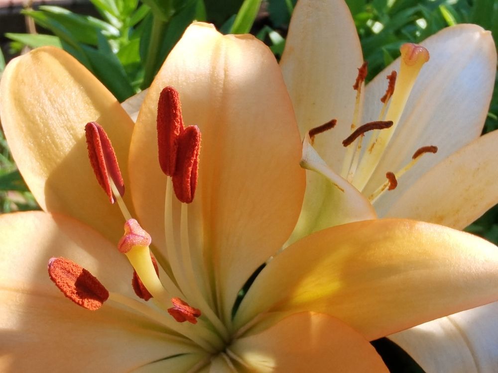 Photograph by Сергей Горбунов