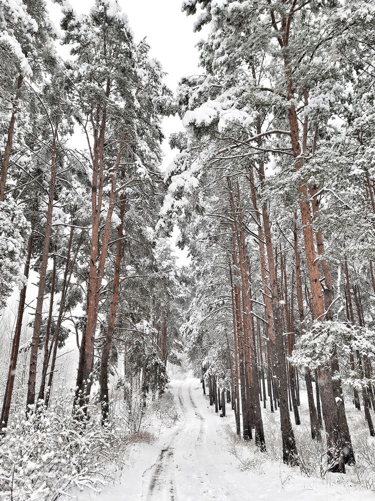 Photograph by Михаил Рассказ