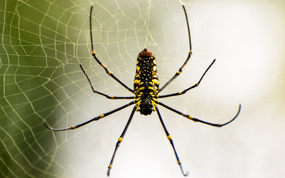 Photograph by Mathew Nishanth