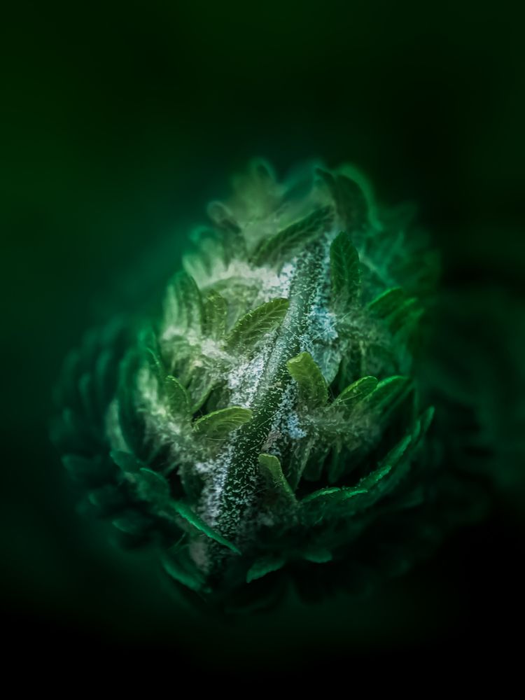 Photograph by Елена Бохолдина