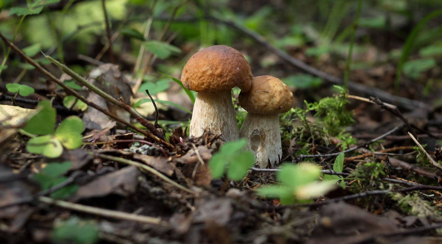 Two small fused White Mushrooms low in the autumn forest