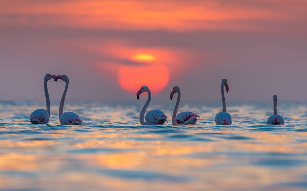Wondrous Flamingoes