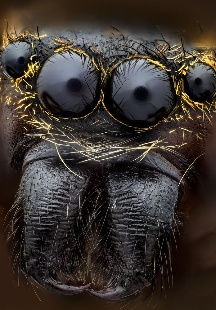 Jumping spider