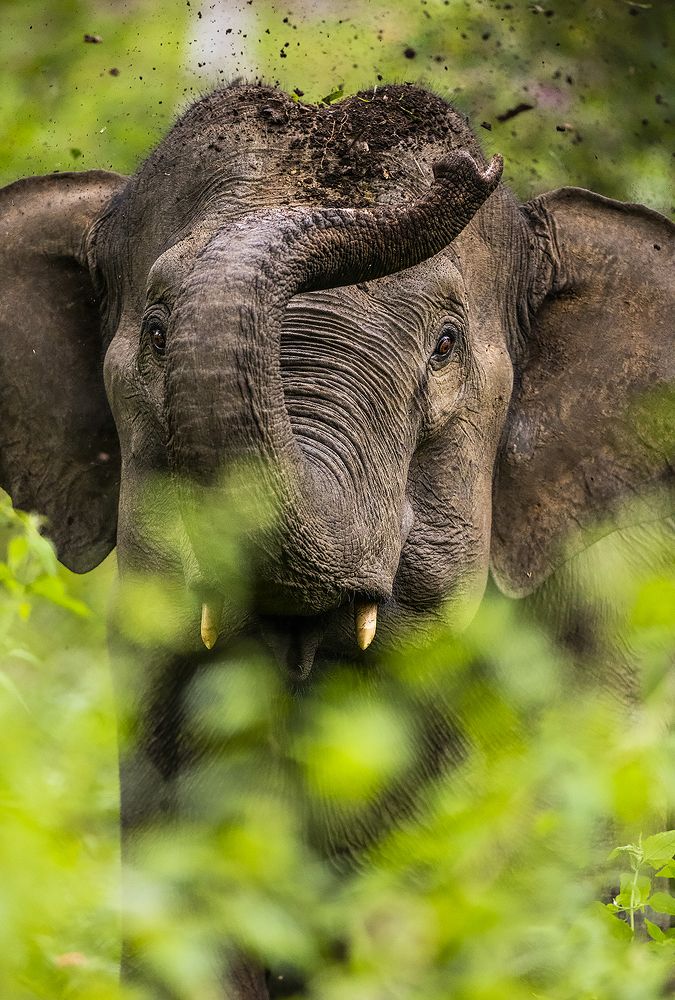 Photograph by Sumon Das