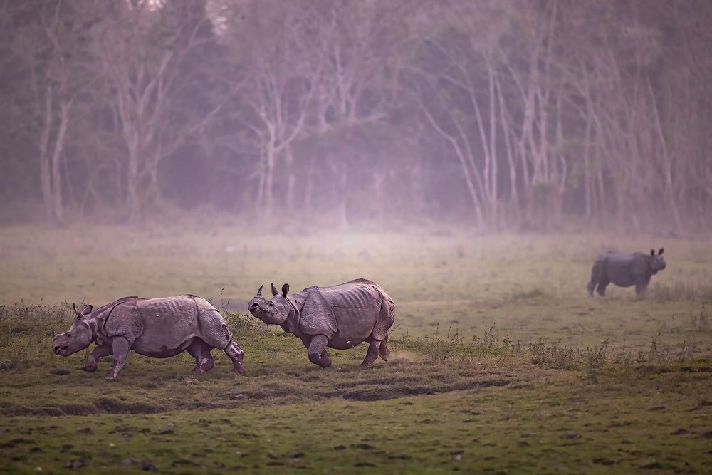 Photograph by Sumon Das