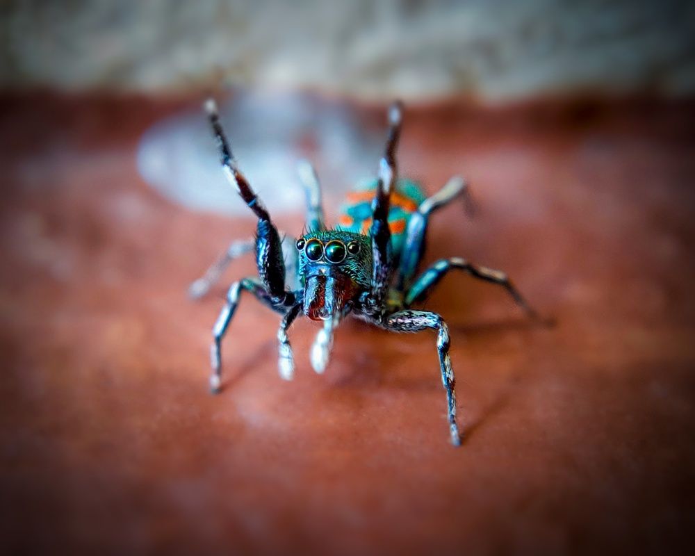 Photograph by Dhanraj DS