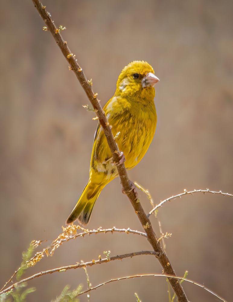 Фотография автора Menah Burmawi