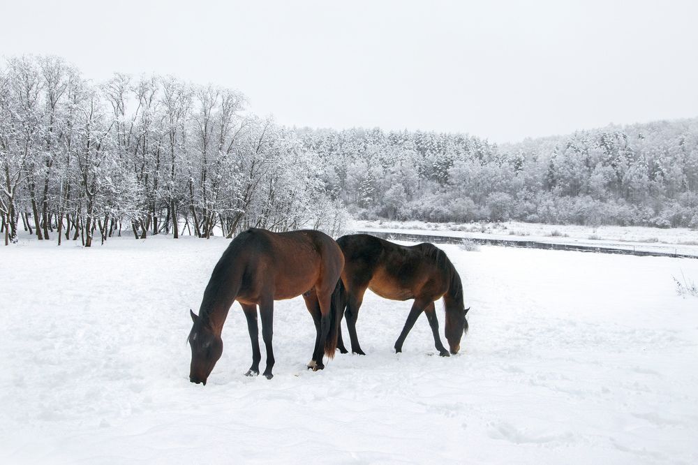 Зимняя прогулка