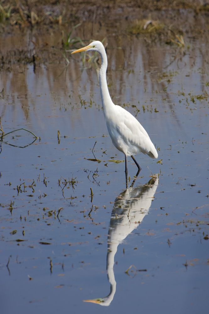 Фотография автора Diganta Roy