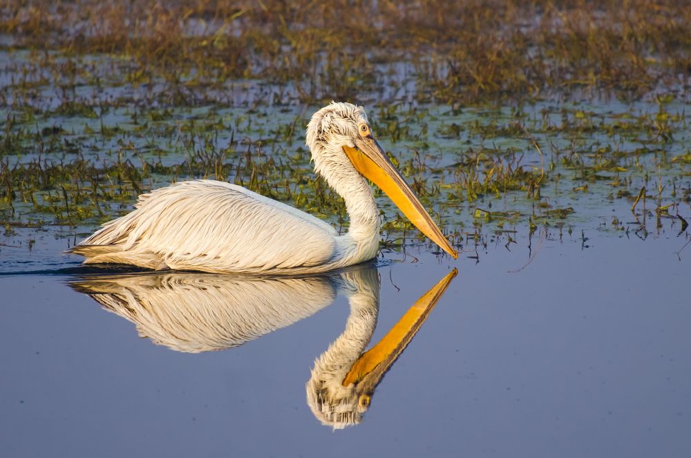 Фотография автора Diganta Roy