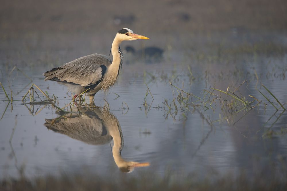 Фотография автора Diganta Roy