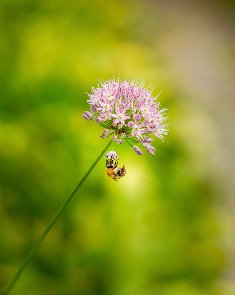Фотография автора Анна Олещук