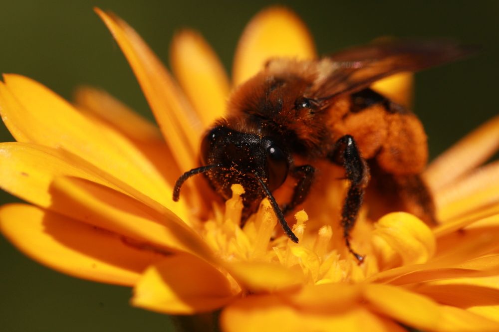 Photograph by Maske *