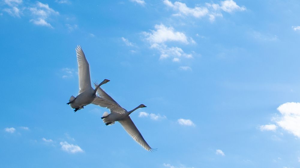 Photograph by Роман Раскошный