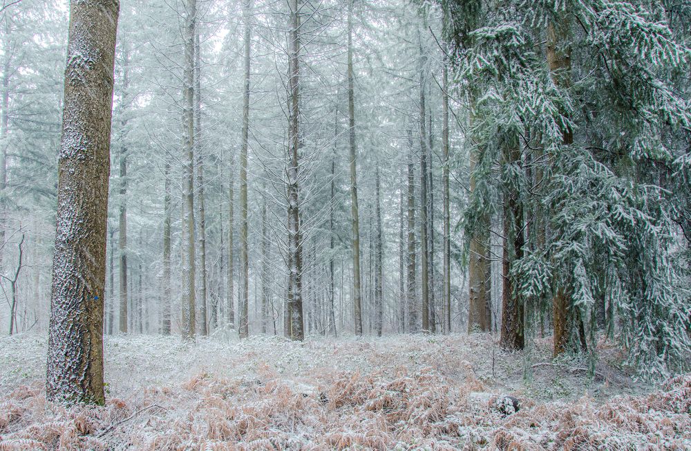 Photograph by LYUDMYLA POKRYSHEN