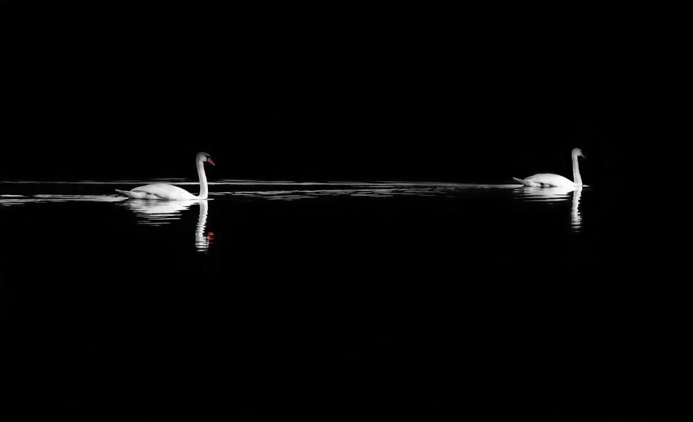 Photograph by Daniele Bonaglia