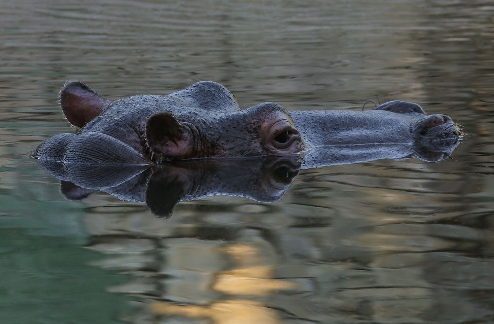 Photograph by Daniele Bonaglia