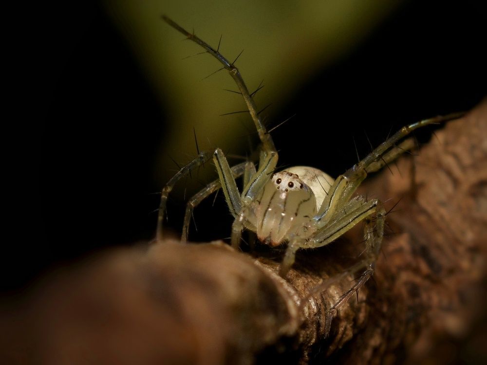 Photograph by Susanjit Saha