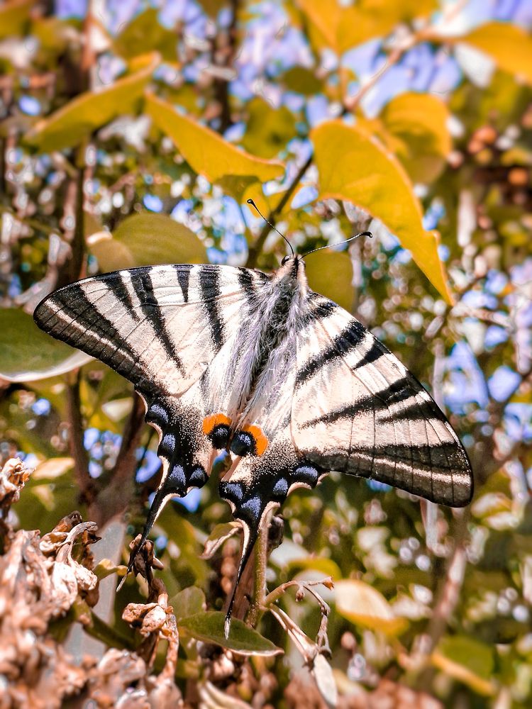 Бабочка Подалирий