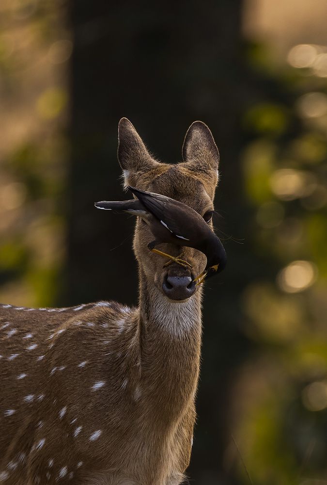 Photograph by Sumon Das